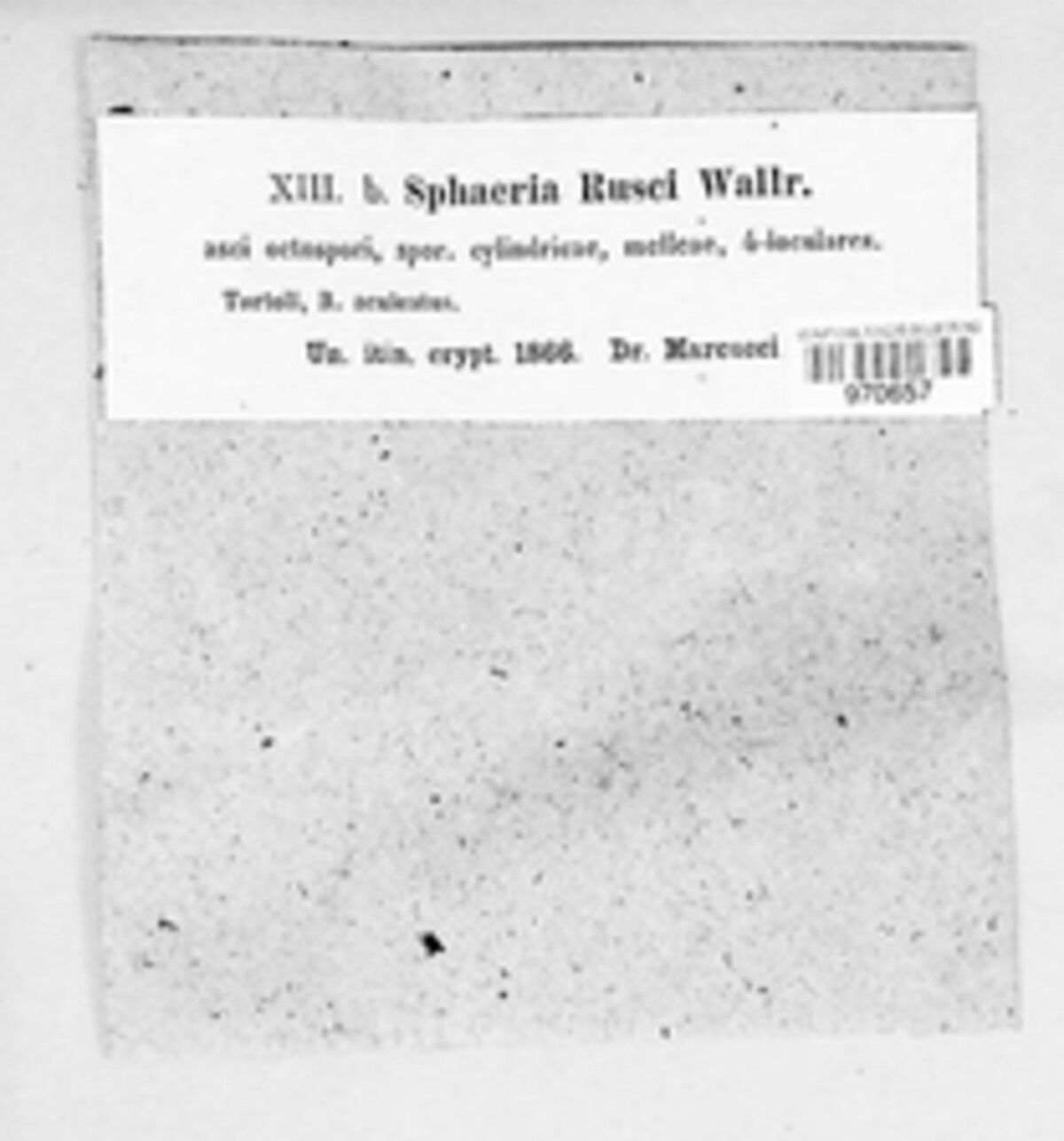 Phaeosphaeriopsis glaucopunctata image